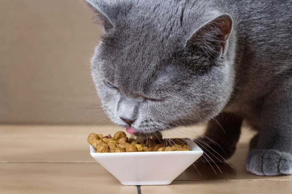 Можно ли кормить стерилизованную кошку обычным сухим кормом?