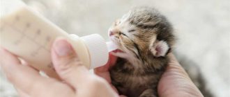Можно ли кормящей кошке давать молоко? Советы и рекомендации