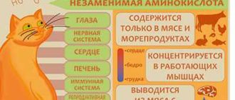 Можно ли кошек кормить свиным сердцем? Советы и рекомендации