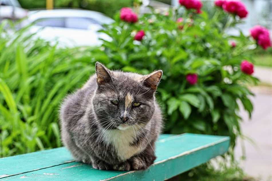 Переход кошек с домашнего содержания на уличный