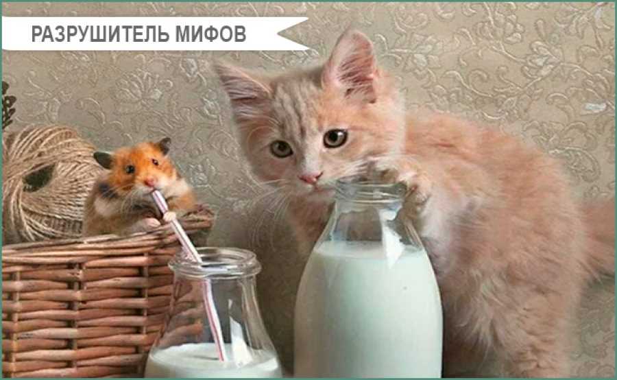 Почему кошкам не следует пить человеческое молоко?