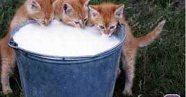 Можно ли кошкам давать кипяченое молоко? Ответ эксперта