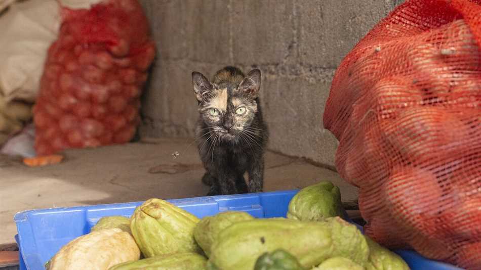 Можно ли кошкам фасоль?