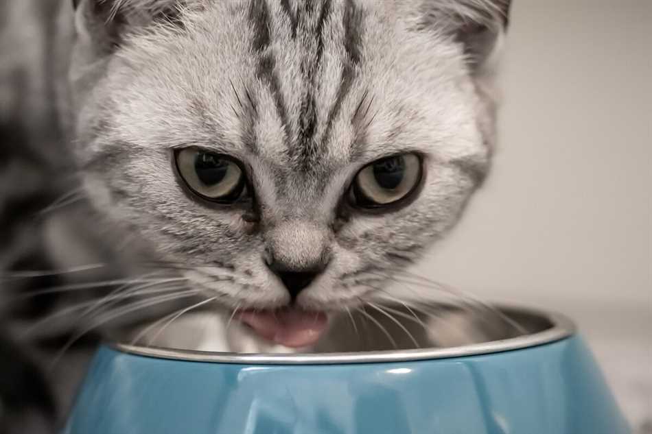 Важность правильного питания для здоровья кошек