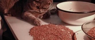 Можно ли кошкам гороховый суп? - Питание кошек и гороховый суп: полезно или вредно?