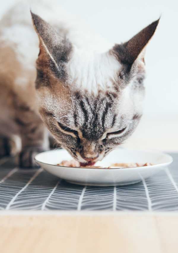 Можно ли кошкам гороховую кашу?