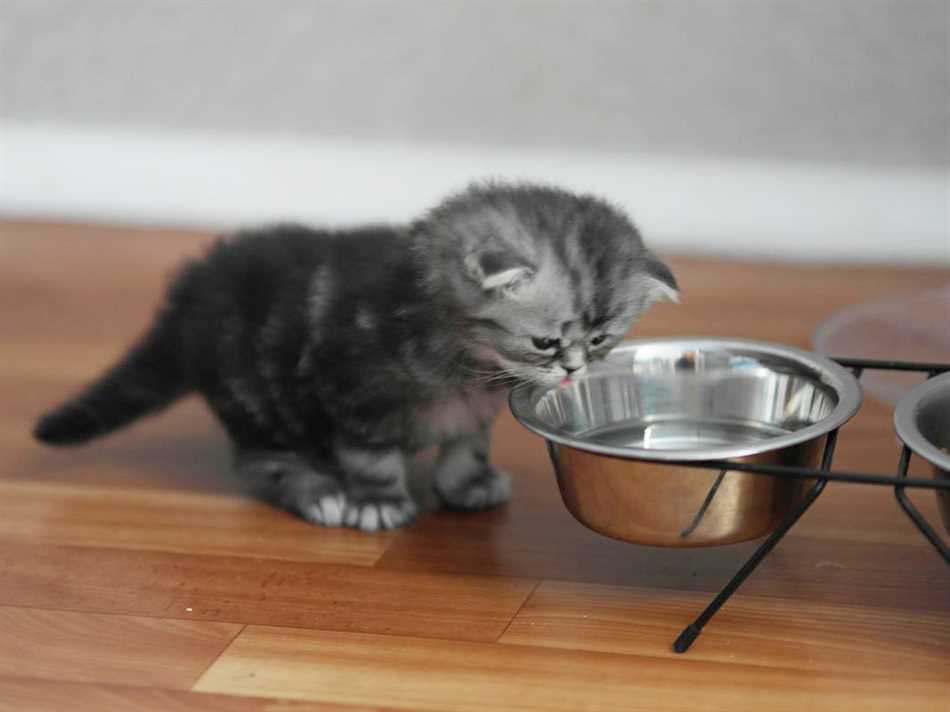 Когда следует использовать кипяченую воду для кошек?