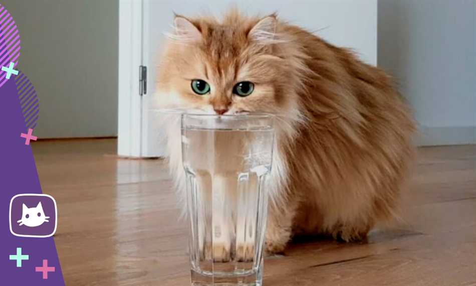 Можно ли кошкам кипяченую воду?