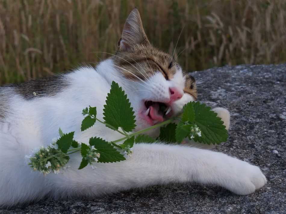 Можно ли кошкам кошачью мяту сухую есть?