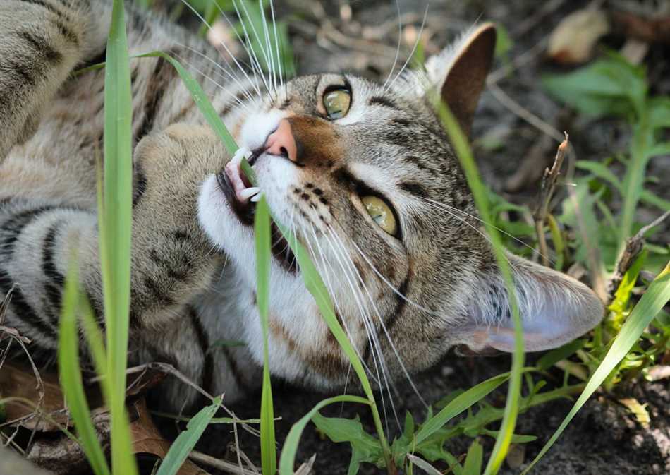 Можно ли кошкам осоку?