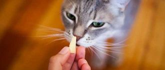 Можно ли кошкам плавленый сыр? Узнайте, вреден ли он для вашего питомца