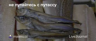 Можно ли кошкам путассу? Все, что вам нужно знать о путассу для кошек