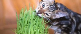 Кошкам можно ли есть зелень: все, что вам нужно знать