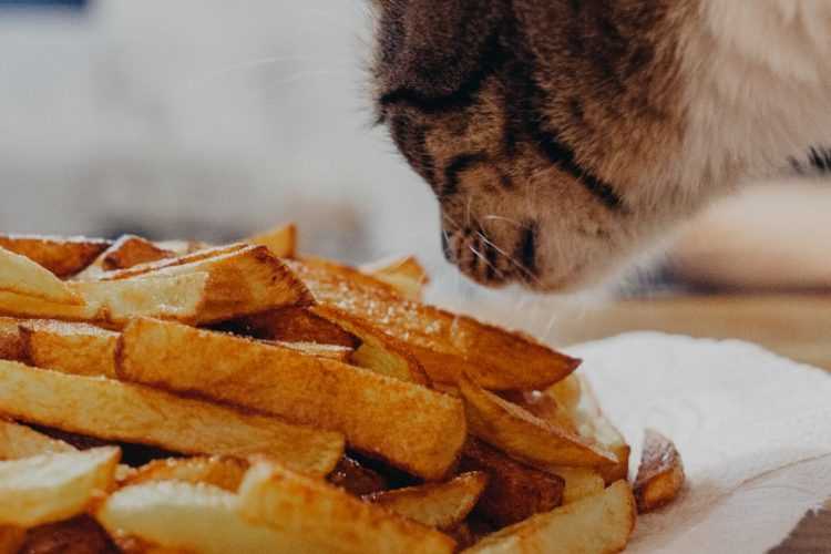 Можно ли кошкам жареную картошку?