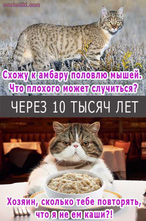 Можно ли кошке манную кашу?