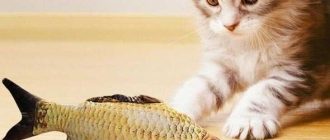 Красная рыба для котов: польза или вред?