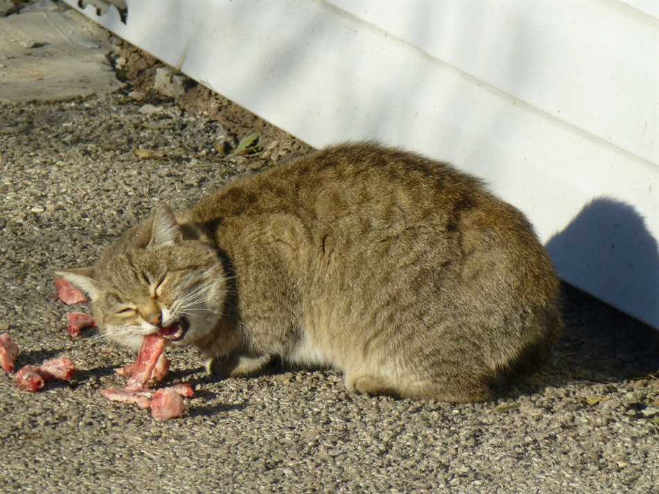 Какие кости можно давать котам?