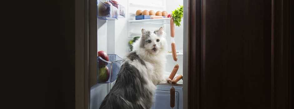 Важность белковой пищи для котов