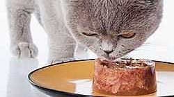 Можно ли кормить котов консервами? Все, что нужно знать о питании котов
