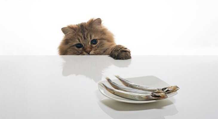 Рыба для котов: общая информация