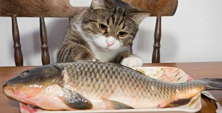 Польза и вред свежей красной рыбы для котов