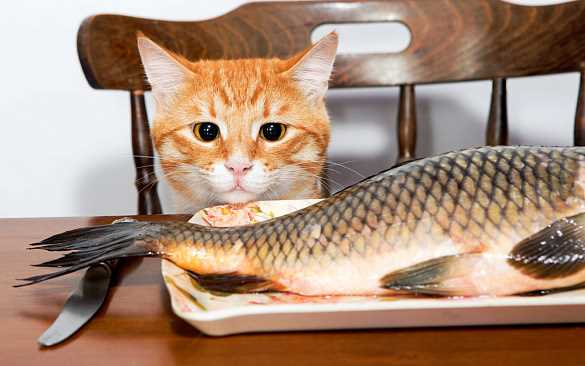 Полезные свойства красной рыбы для котов