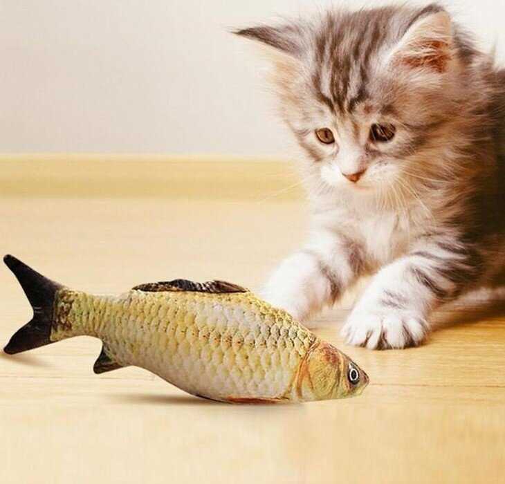 Красная рыба в рационе котов