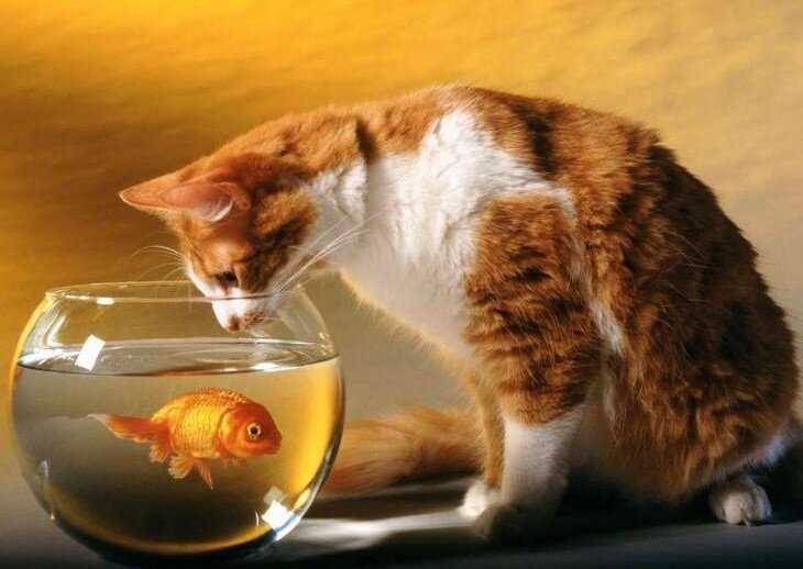Можно ли котам красную рыбу?
