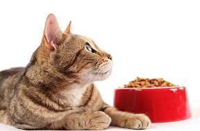 Острое в питании котов