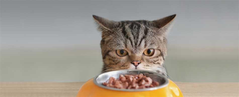 О пищевых привычках котов
