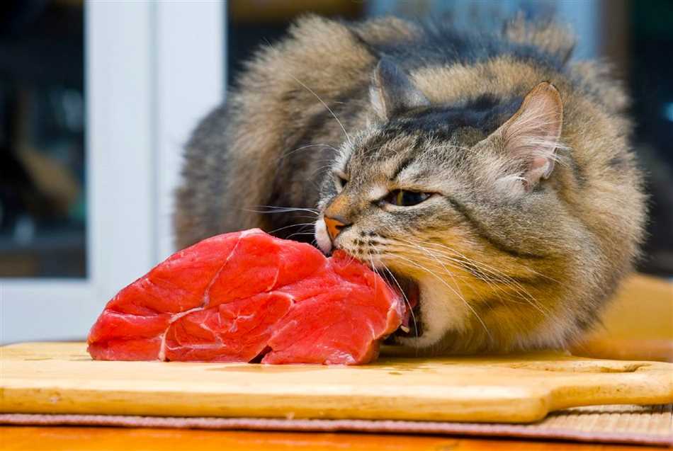 Особенности пищевого поведения домашних котов