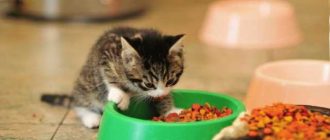 Можно ли кормить котенка сливками? | Информация для заботливых владельцев