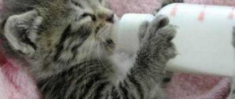 Можно ли кормить котенка 2 месяца молочными сосисками?
