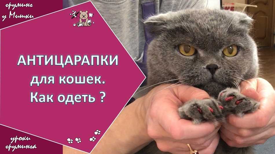 Какие антицарапки лучше выбрать для котенка?