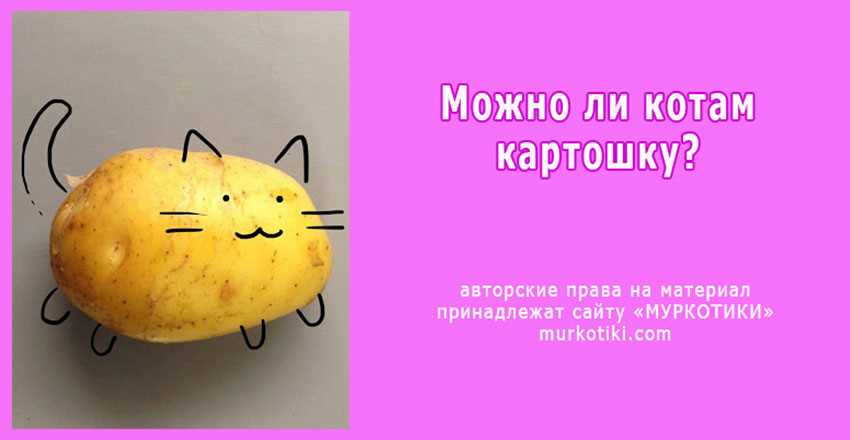 Можно ли коту картошку?