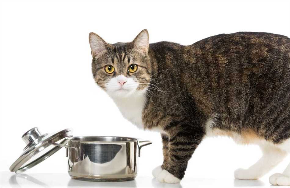 Как правильное питание влияет на качество жизни котов