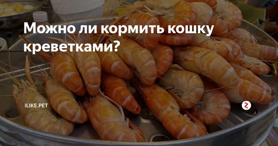 Возможные риски при питании котов сырыми креветками