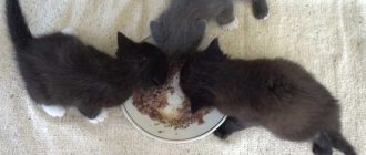 Можно ли котят 1 месяца кормить сливками? Важная информация