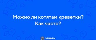 Можно ли давать котятам креветки? Ответы на популярные вопросы о кормлении креветками