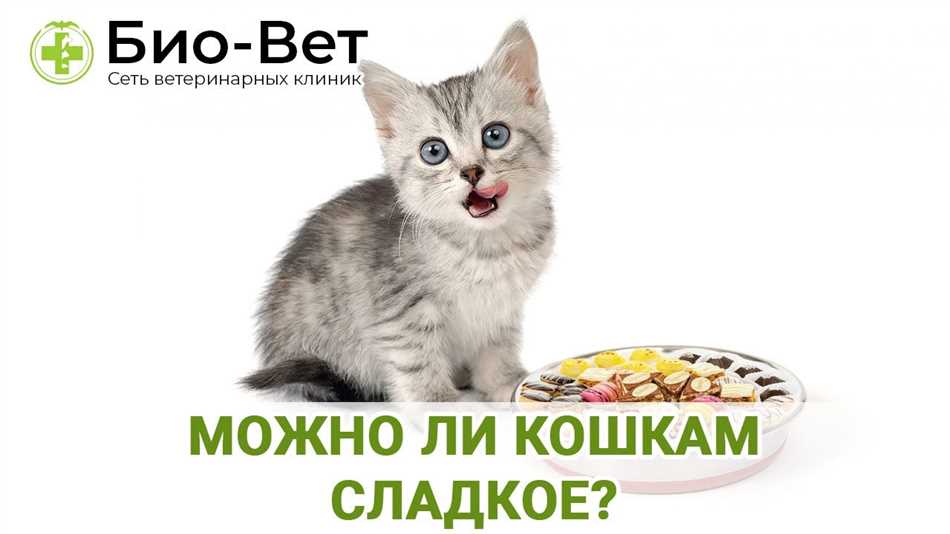 Почему сладкое опасно для маленьких котят?