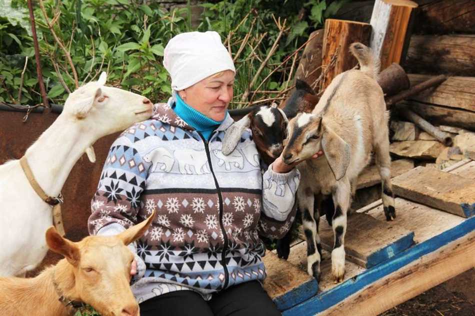 Преимущества употребления веток черёмухи