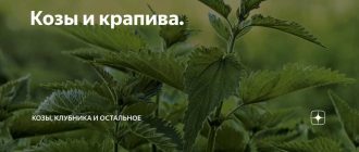 Можно ли козам крапиву? Все, что нужно знать о кормлении коз