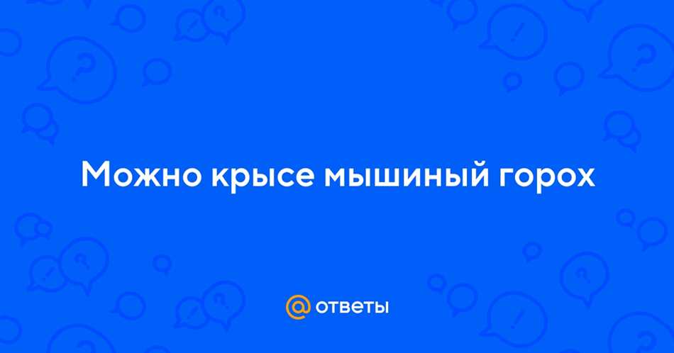 Краткий обзор о крысах