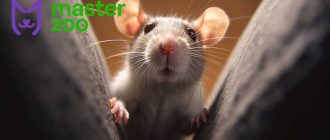 Крысы: можно ли им кормить насекомых?