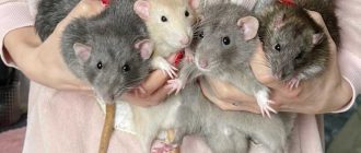 Можно ли крысам нори: полезное питание или потенциальная опасность?
