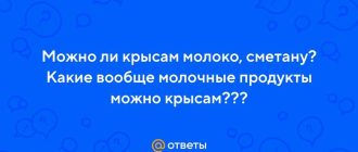 Можно ли крысам сметану? Узнайте, полезна ли сметана для питания крыс