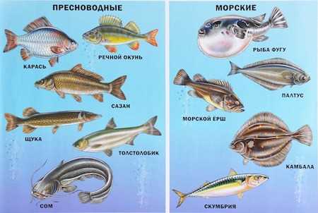 Химический состав соленой рыбы