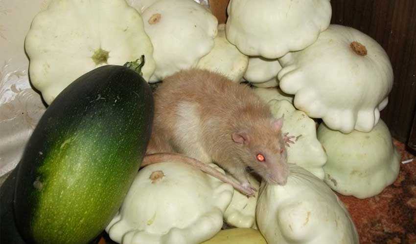 Можно ли крысам цветную капусту?