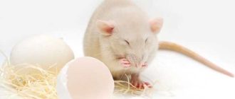 Можно ли крысам жареное яйцо? Узнайте, можно ли крысам давать жареное яйцо и как это повлияет на их здоровье