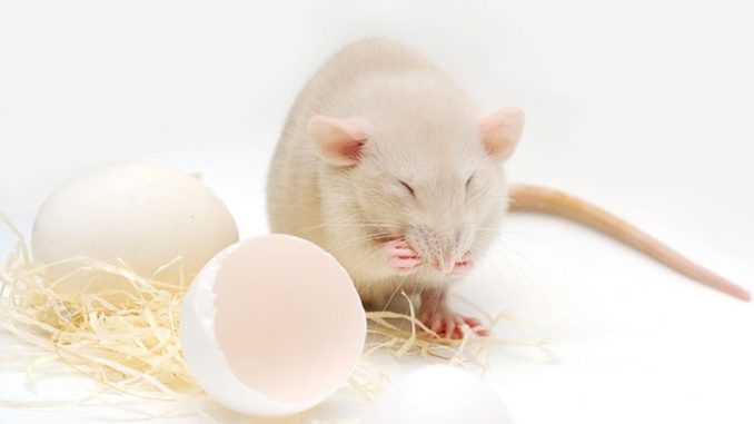 Можно ли крысам жареное яйцо?